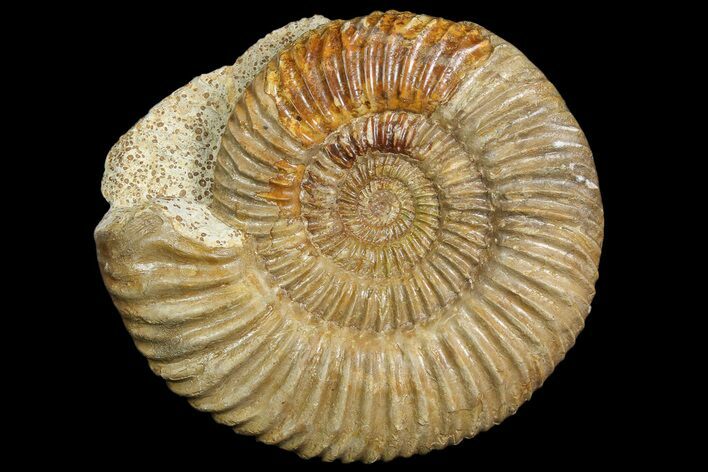 Parkinsonia Ammonite on Rock - France #92455